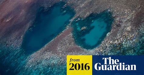 Great Barrier Reef 93 Of Reefs Hit By Coral Bleaching Great Barrier