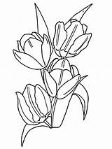 Colorare Disegni Tulipanes Tulipani Tulip Tulipa Tulipas Disegnare Primaverii Lalelele Dibujos Coloringme Acquerelli Piante Tulips Clopotel Adulti Bambini Categorías sketch template