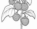 Coloring Raspberry Pages Getdrawings Berries sketch template