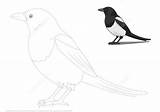 Magpie Tracing Dashed Supercoloring sketch template