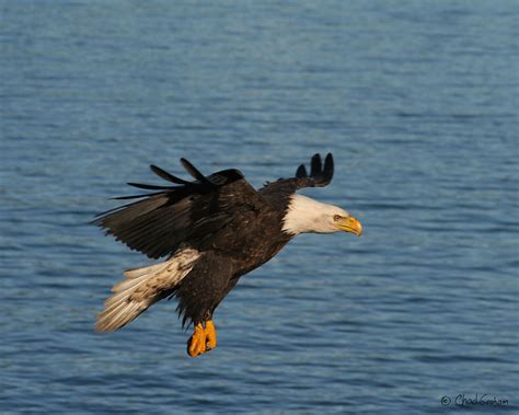 eagle swooping flickr photo sharing