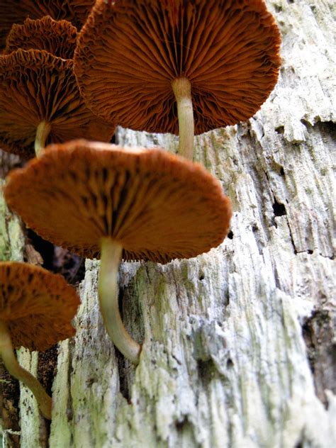 ferns  fungi benweb