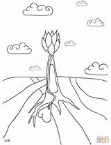 Mangrove Root Coloringpagesonly sketch template