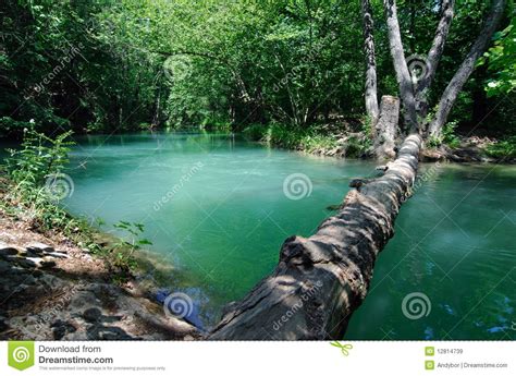 fallen wood   forest river stock image image  surface relaxed