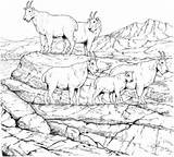 Coloring Mountain Goat Pages Goats Mountains Rocky Gruff Billy Herd Printable Drawing Three Colouring Adult Color Adults Animal Clipart Animals sketch template