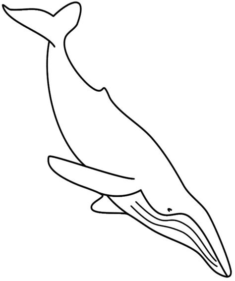 humpback whale coloring page whale coloring pages coloring pages