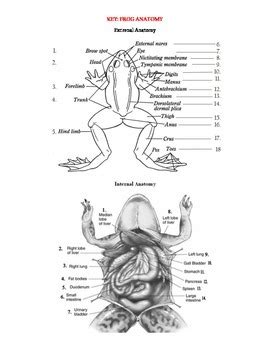 internal  external frog anatomy label  color   parts   frog