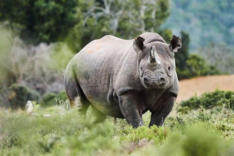 black rhino project translocates  rhino wwf south africa