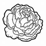 Peony sketch template