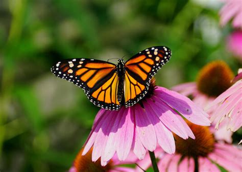 monarch butterfly facts   biology dictionary