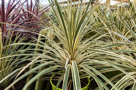 cordyline care     cordyline plants thrive  bring  tropics indoors garden