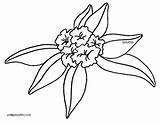 Rhododendron Virginia sketch template