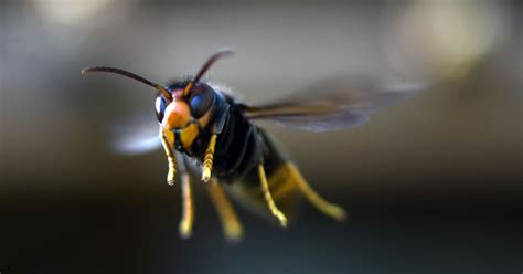 What Is An Asian Hornet What Does The Deadly Flying
