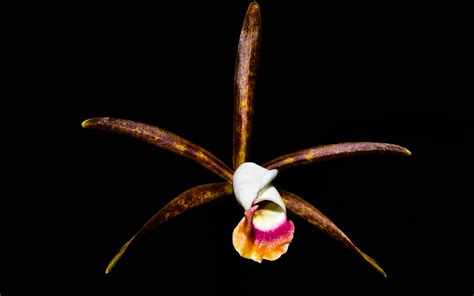 cattleya araguaiensis tipo x escura cooperorchids orquidário