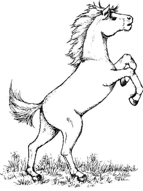 horses coloring pages   print horses coloring pages horse