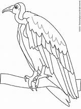 Vulture Coloring Pages Colouring sketch template