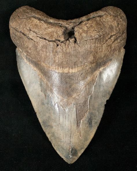 large  south carolina megalodon tooth  sale  fossileracom