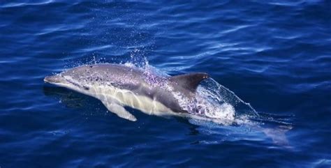 beobachtung von delfinen portugal service travel