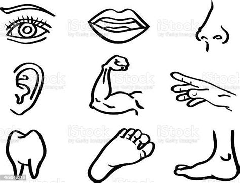 human body parts vector illustration in line art style stock