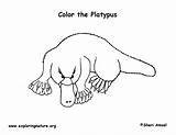 Platypus Coloring Billed Duck sketch template