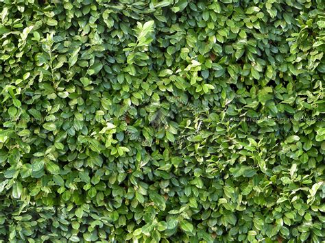 green hedge texture seamless
