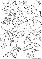 Leaves Acorns Coloring Fall Pages Autumn Printable sketch template