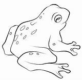 Frog Frogs Mewarnai Katak Cycle Sapos Dart Ranas Poison Bonikids Froglet Tadpole Hewan Toad Binatang Chachipedia sketch template