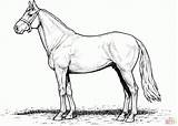 Colorier Chevaux Cheval Stallion Konie Pferde Colouring Malvorlagen Kolorowanka Galop Ligne Kolorowanki Zeichnen Draft Druku Kopf Colorare Warmblood Getcolorings Ausmalen sketch template