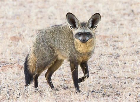 bat eared fox facts habitat diet life cycle baby pictures