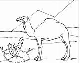 Desert Coloring Pages Camel Sahara Kids Drawing Animals Camels Animal Clipart Colouring Clip Sketch Color Sphinx Sketches Printable Library sketch template