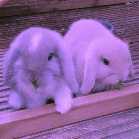 pin  andric sansbury  harmony cute kawaii animals cute bunny