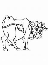 Mucche Vaches Disegno Vache Preleva Codice Coloriages Megghy Gifgratis sketch template