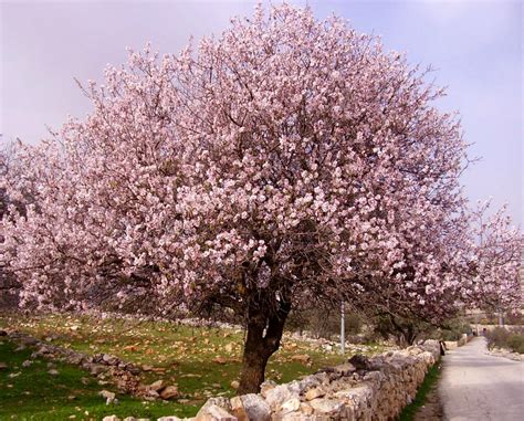 almond tree prunus dulcis prescott valley nurseryprescott valley nursery