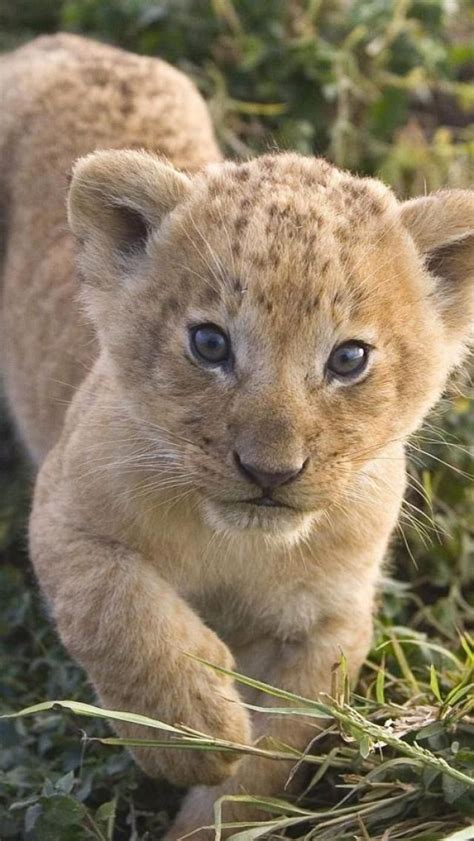 lion cubs images  pinterest cubs big cats  lion cub