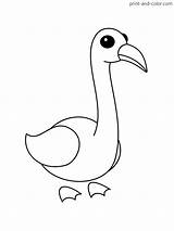Adopt Flamingo sketch template