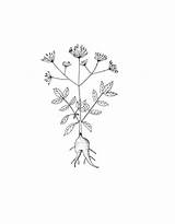 Roots Coloring sketch template