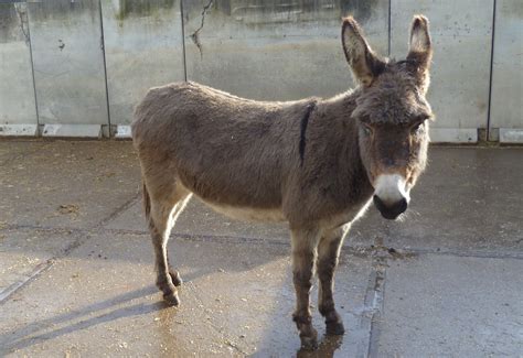 een ezel stoot zich  het gemeen geen  keer aan dezelfde steen animals kangaroo