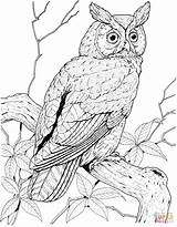 Owl Coloring Pages Eared Long Great Perched Printable Grey Owls Color Hawk Brown Bird Short Horned Designlooter Print Adult Adults sketch template