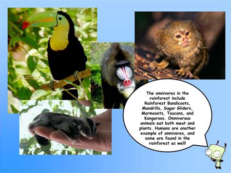 biome tropical rainforest powerpoint    id