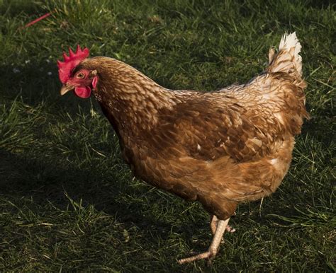 keeping hens  home stop food waste