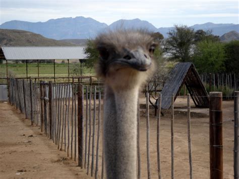 visit ostriches  oudtshoorn  south africa