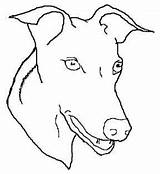 Greyhound Dogs sketch template