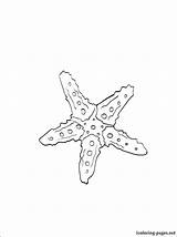 Coloring Starfish Getcolorings Sea Star sketch template