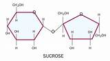 Sucrose Glucose Nonreducing Fructose Reducing Maltose sketch template