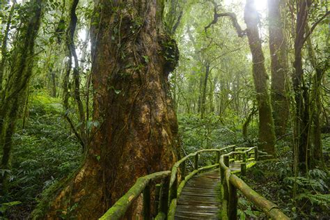 wallpaper jungle bridge nature tropics forests trunk tree moss