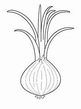 Onion Coloring Pages Color Vegetables Recommended sketch template