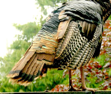 Wild Turkey Feathers Oregon For A Fine Example Of An