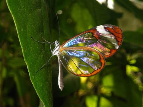 glasswing butterfly including  pink glasswing butterfly hubpages