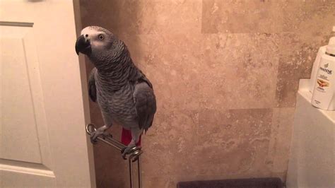 african grey parrot loves  talk bathroom edition youtube