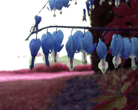 rare blue bleeding heart seeds dicentra spectabilis shade etsy